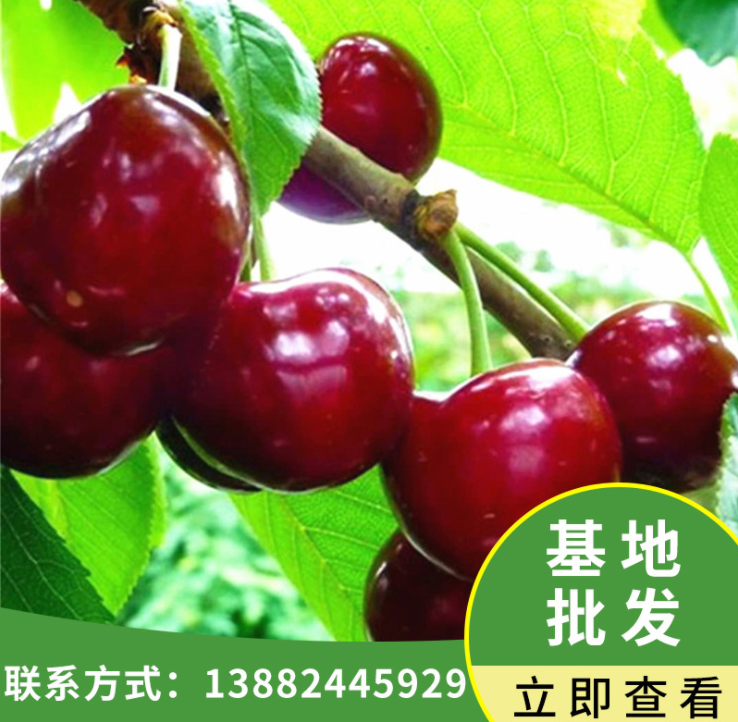 基地批发嫁接车厘子果树苗 新品种玛瑙红灯笼乌克兰樱桃树苗批发