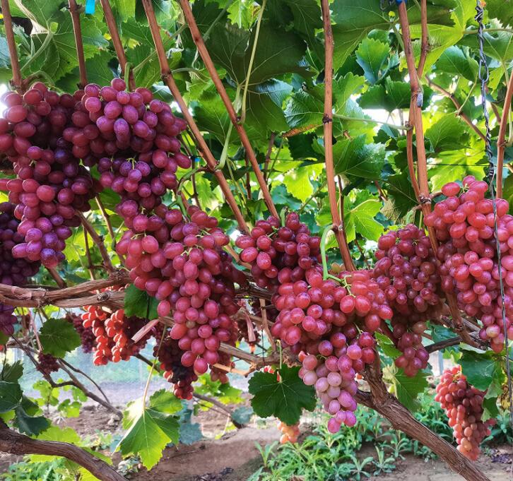 克伦生葡萄净重4斤