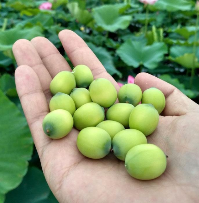 批发销售新鲜莲蓬