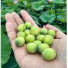 批发销售新鲜莲蓬