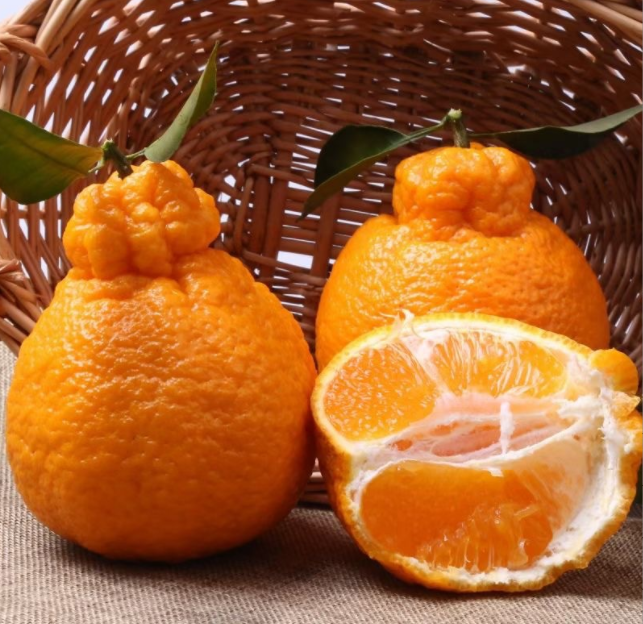 四川不知火丑橘 8斤中果24个内