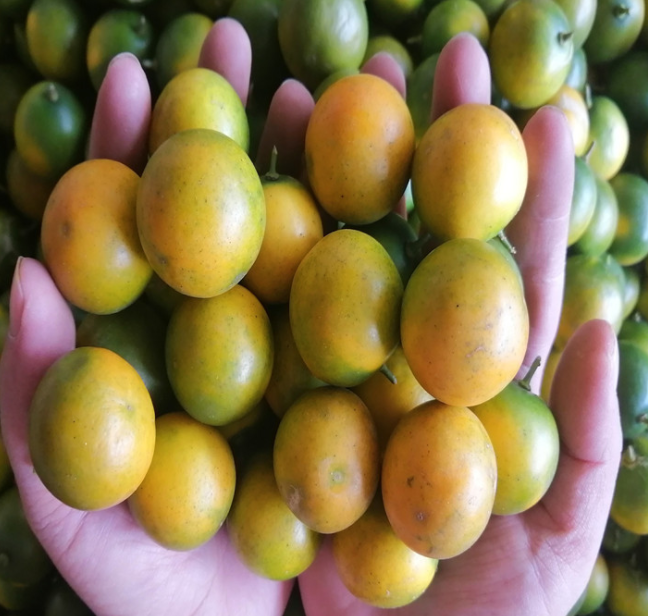 脆皮金桔纯甜无酸 10斤中果