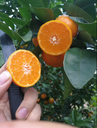 新鲜现摘当季水果整箱爆汁沙特一级10斤