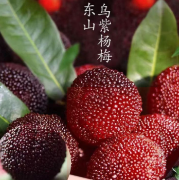 乌紫杨梅大丰 5斤小果新鲜采摘应季水果