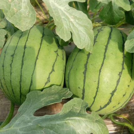 早春红玉西瓜 保鲜时间长