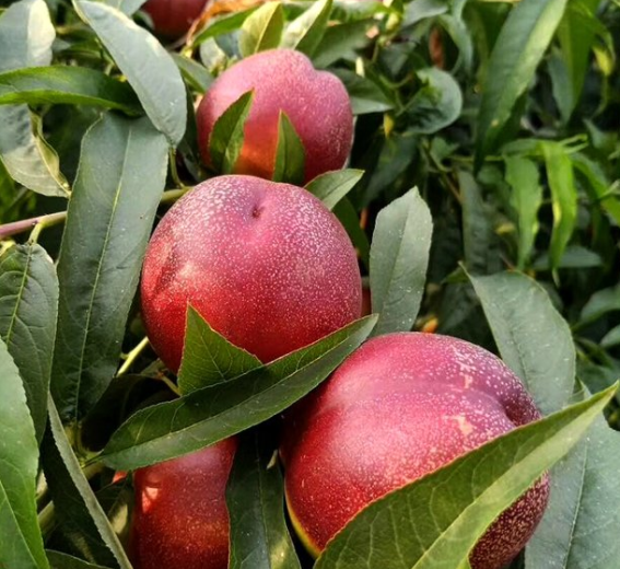 中油4号油桃 味甜可口 品质优 基地大棚种植 全国代发