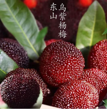 乌紫杨梅大丰 5斤小果新鲜采摘应季水果