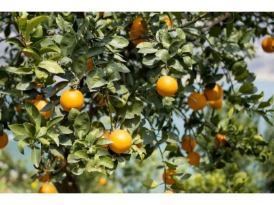 新鲜橙子批发 优产广柑果子