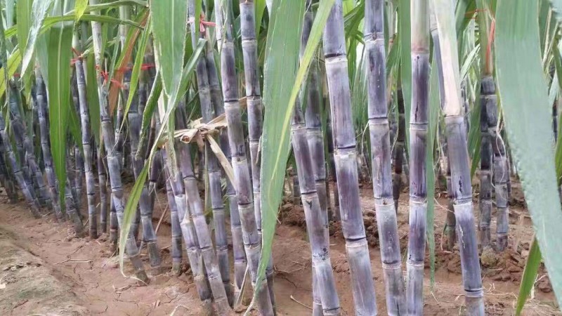 大量供应黑皮甘蔗