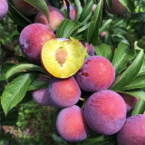 凤凰李苗 早熟一点红四川嫁接脱骨李子苗 12年庭院苗