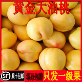 黄油桃东戴河新鲜现摘杏梅黄金芒果桃黄桃黄心桃孕妇水果黄金桃 【尝鲜装]试吃体验黄油桃 5斤