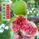 顺丰/山东威海青皮无花果新鲜无花果青皮糖包子当季时令水果 2025g