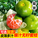 现摘云南新鲜蜜桔橘子青皮蜜橘新鲜孕妇水果 10斤 【店长力荐】--精选蜜桔